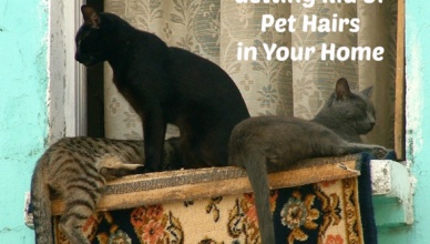 Getting Rid of Pet Hairs