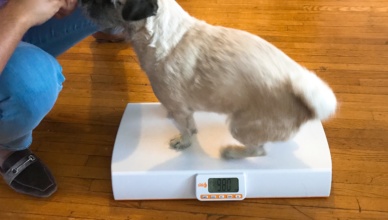 Monitoring Your Pets Weight
