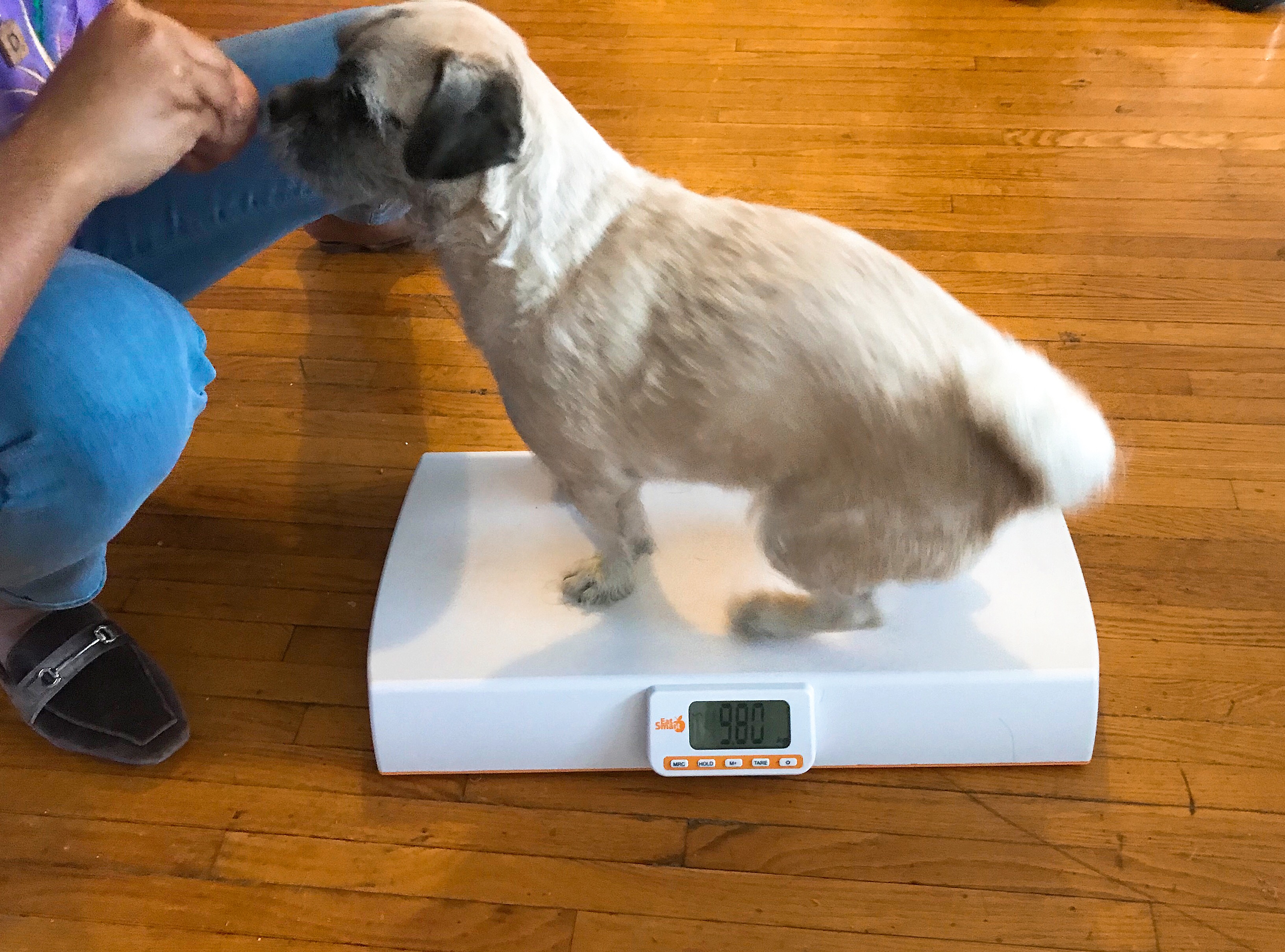 Monitoring Your Pet's Weight